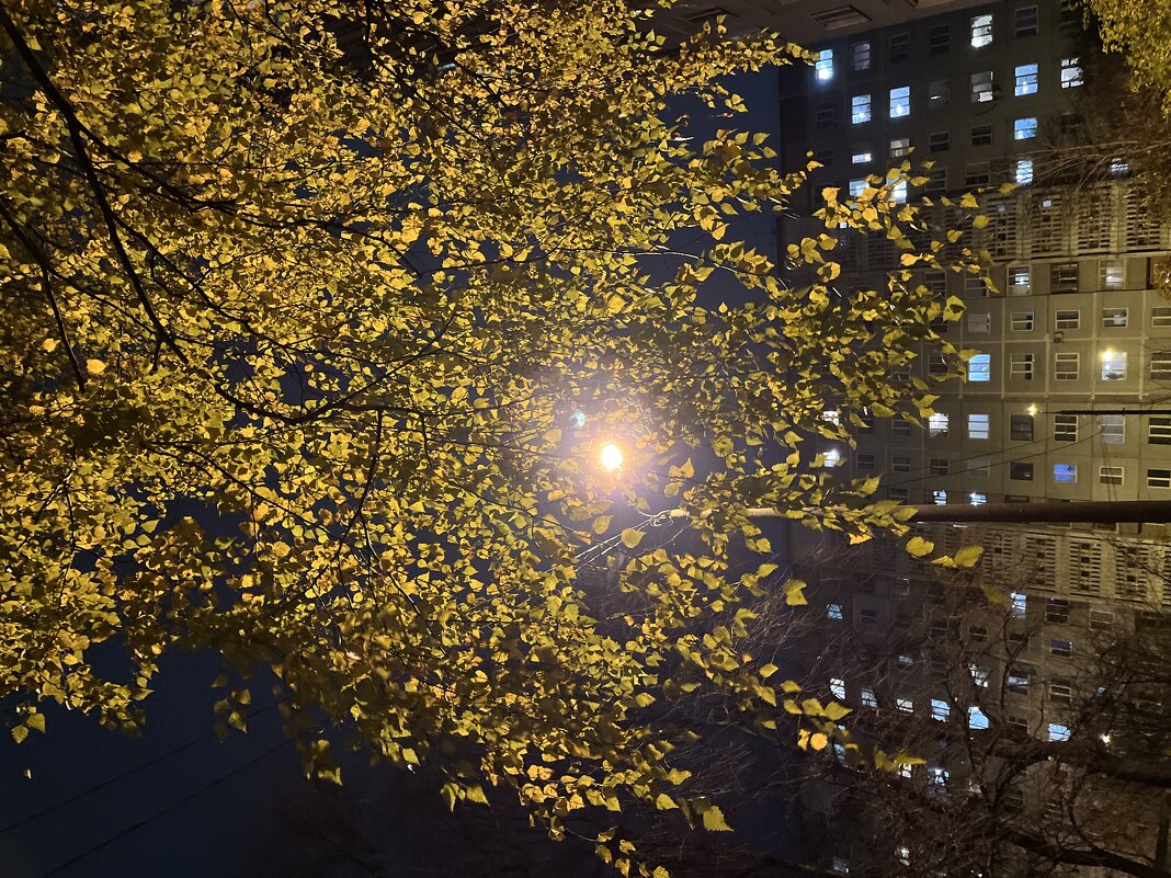 Вдали через листву светятся окна дома, в котором живем! - Olga Oskolkova Вдали через листву светятся окна дома, в котором живем! - Olga Oskolkova