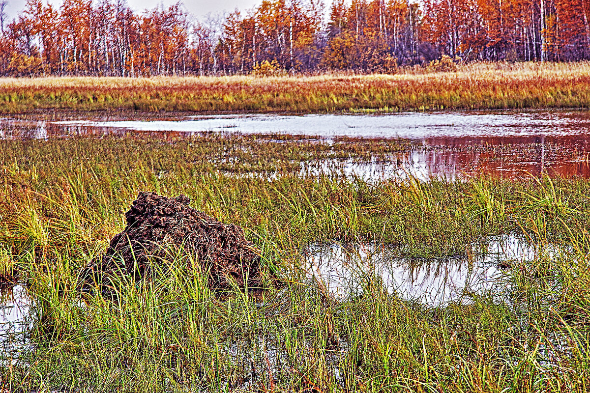 Сентябрь....Ондатровая хатка в пойме Сырого Агана! - Владимир 