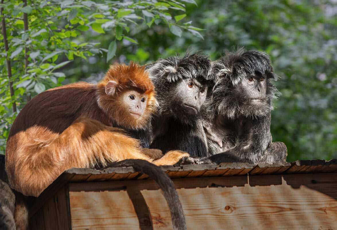 Лангур - SanSan 