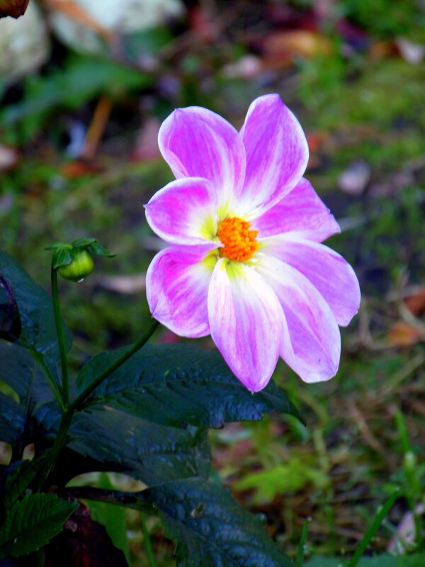 Георгинка. - nadyasilyuk Вознюк