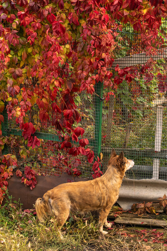А на заборе кот - Игорь Сикорский А на заборе кот - Игорь Сикорский