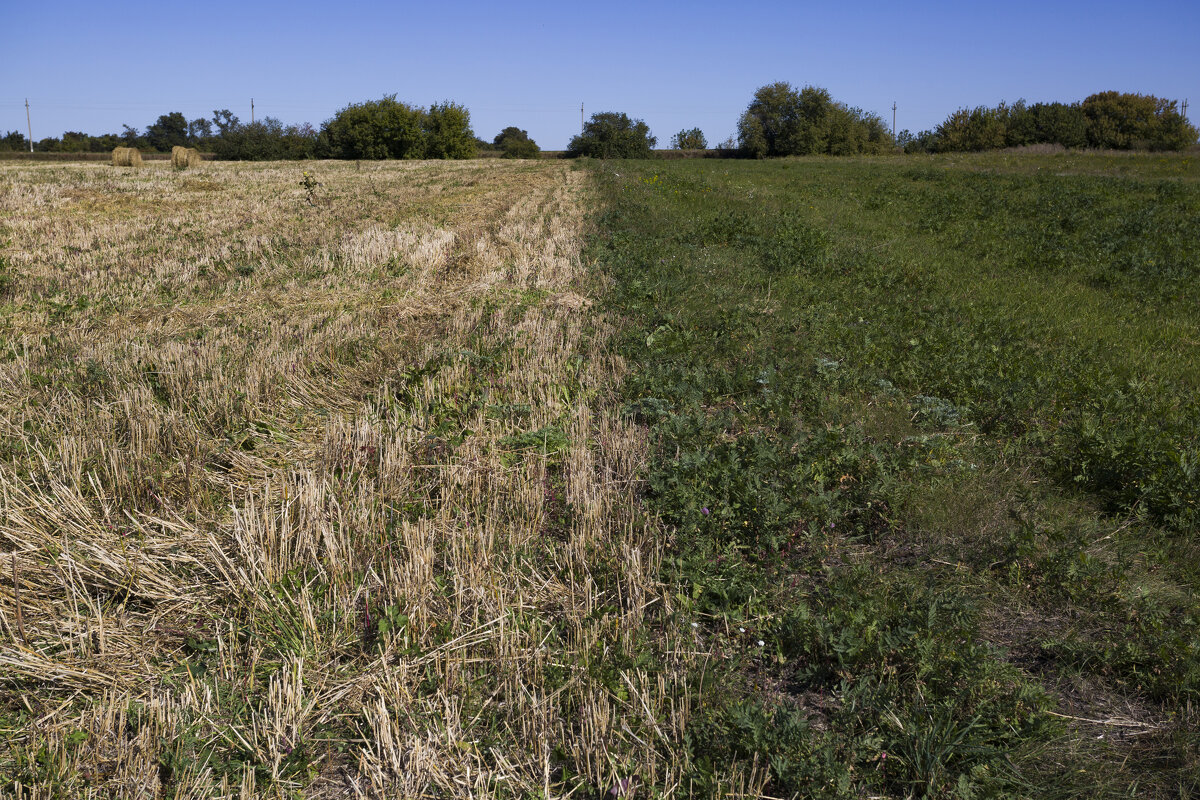 --- - Елена Агеева