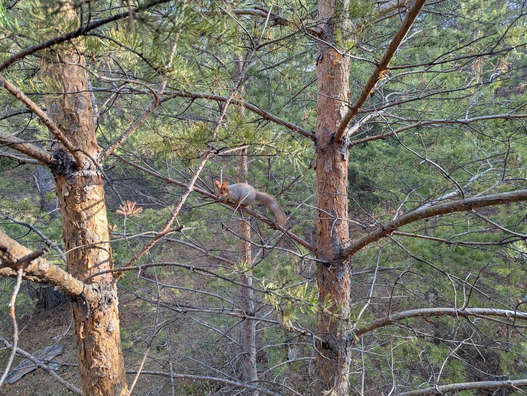 Белка тлеутка - Андрей Хлопонин Белка тлеутка - Андрей Хлопонин