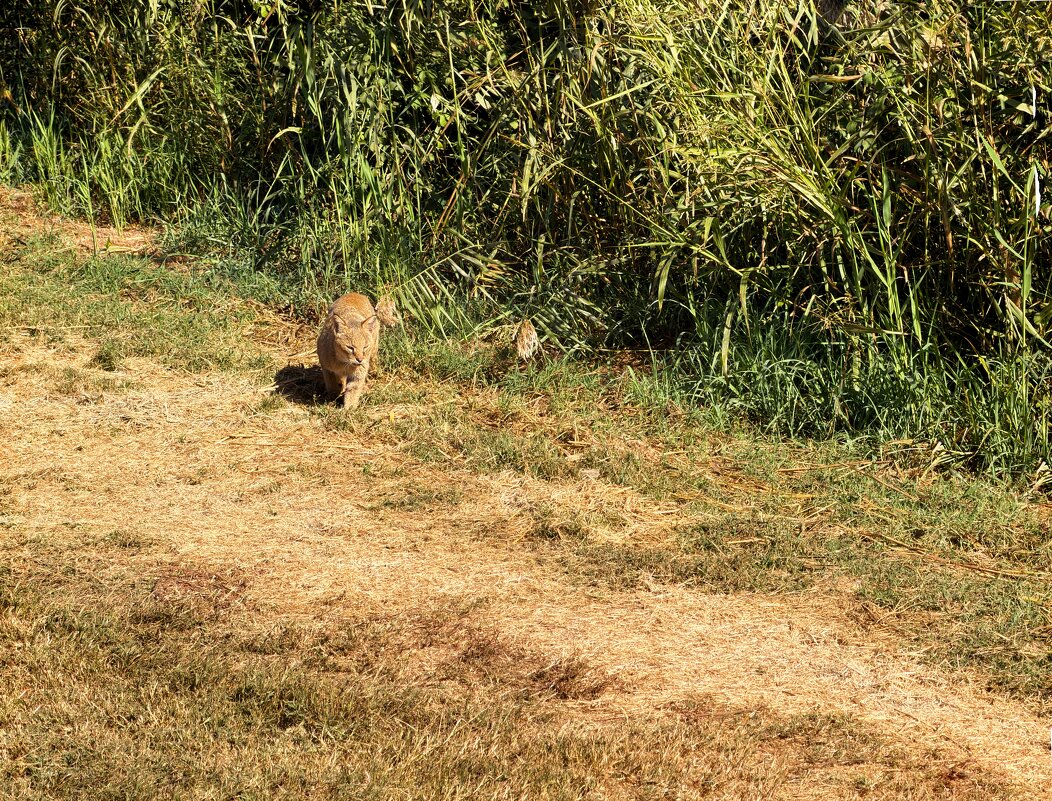 Камышовый кот идёт днём - Александр Деревяшкин Камышовый кот идёт днём - Александр Деревяшкин