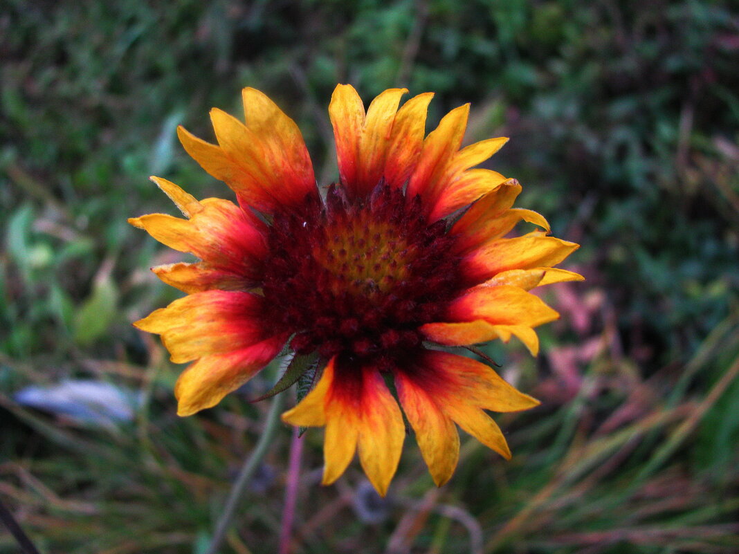 Осенняя гайлардия - Людмила Смородинская