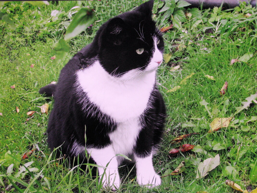 Хорошо в саду - Людмила Смородинская