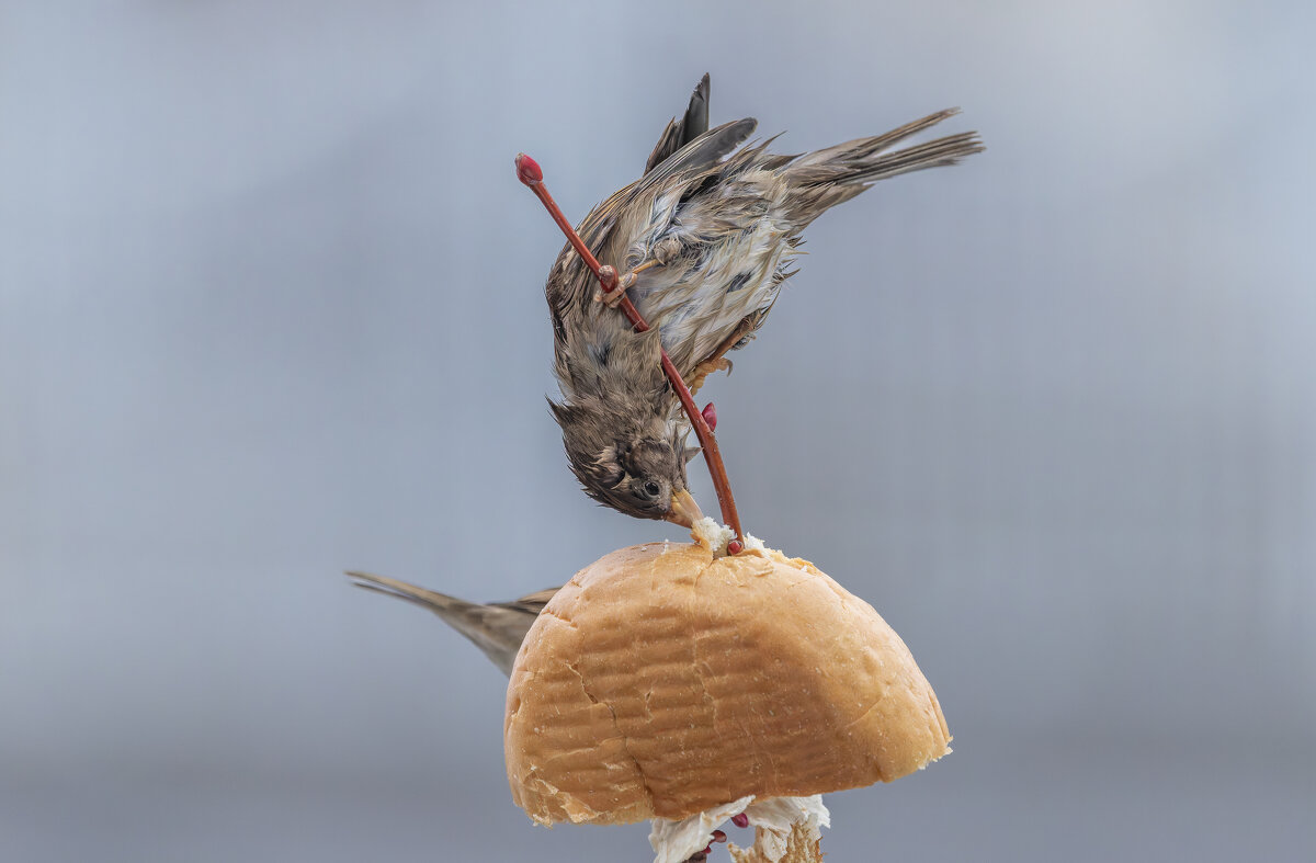 из жизни воробьев . - юрий макаров