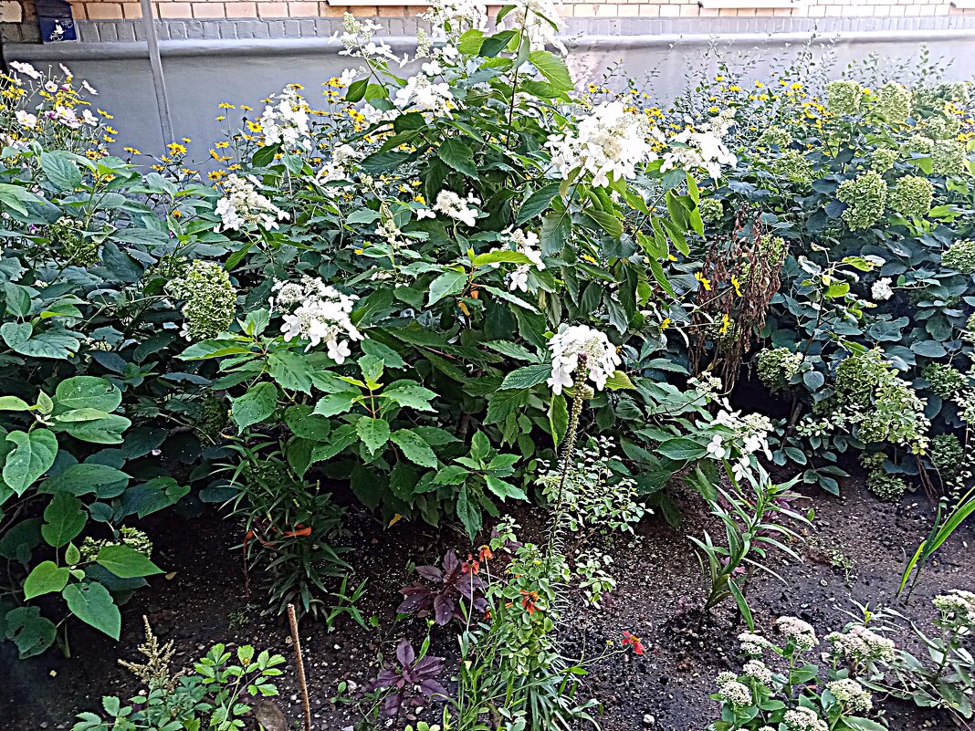 Цветы - Владимир Драгунский