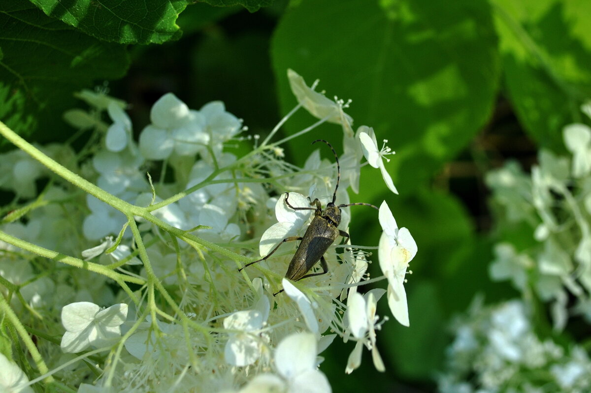 Об усачах - AleksSPb Лесниченко