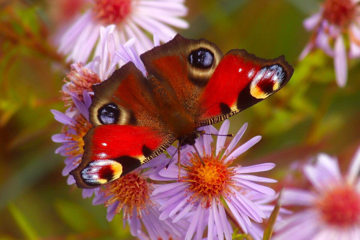 Доброе утро - Юрий. Шмаков