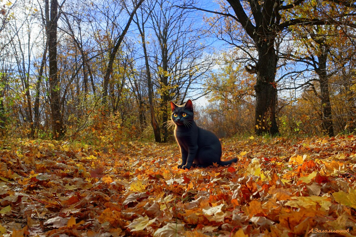 С Днём осенних миражей! :-) - Андрей Заломленков