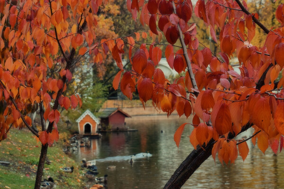 Есть некая нежность в сей яркости огненно-пышной… - Татьяна Помогалова