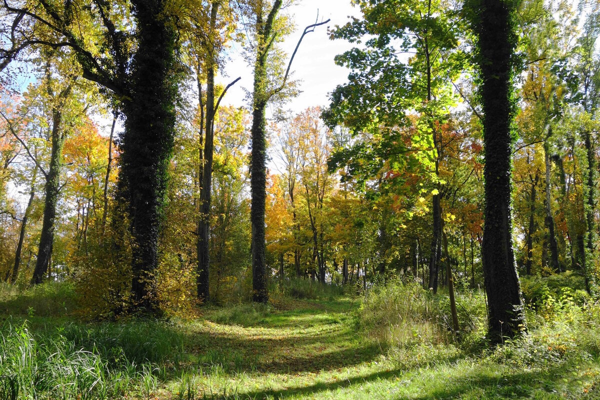 Картинки октября - Рита Симонова