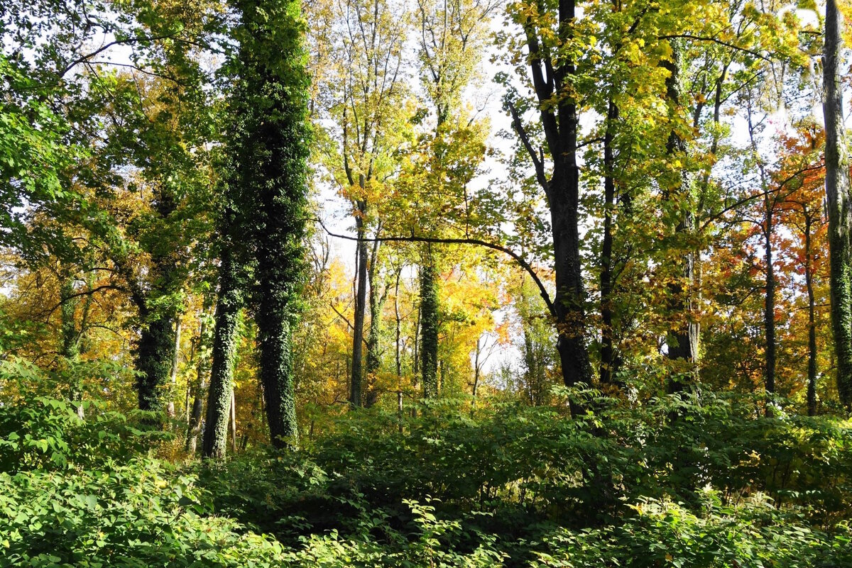 Картинки октября - Рита Симонова