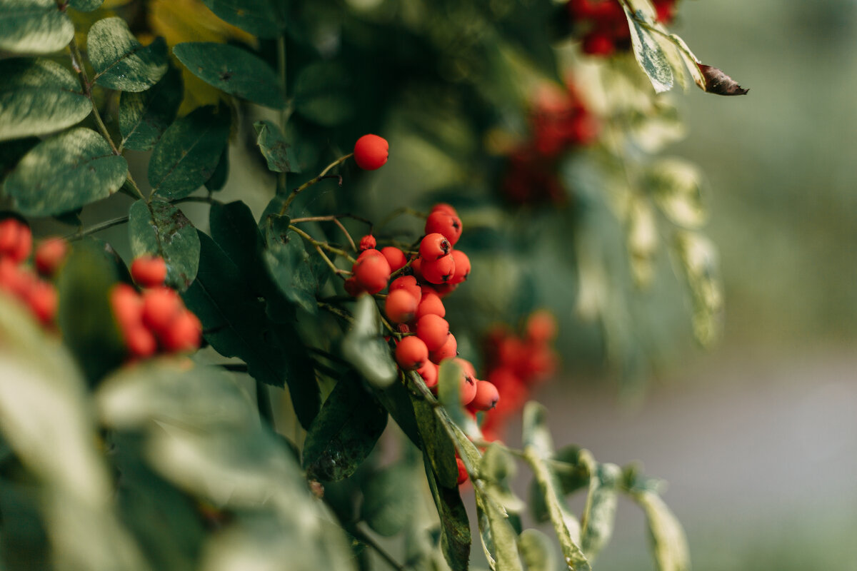 Рябина - Юлия Ермолаева