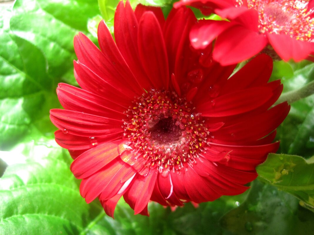 Гербера - Елена Семигина