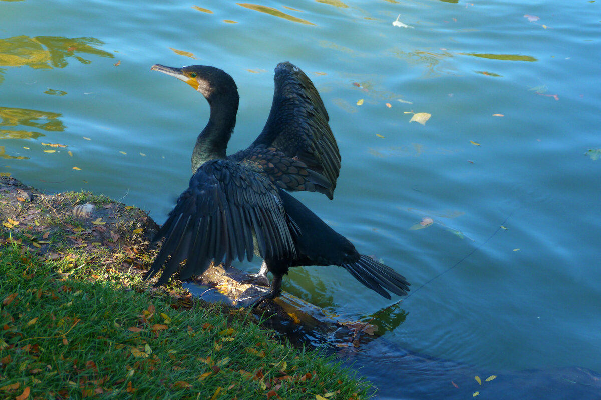Чёрный  баклан  позирует - Валентин Семчишин