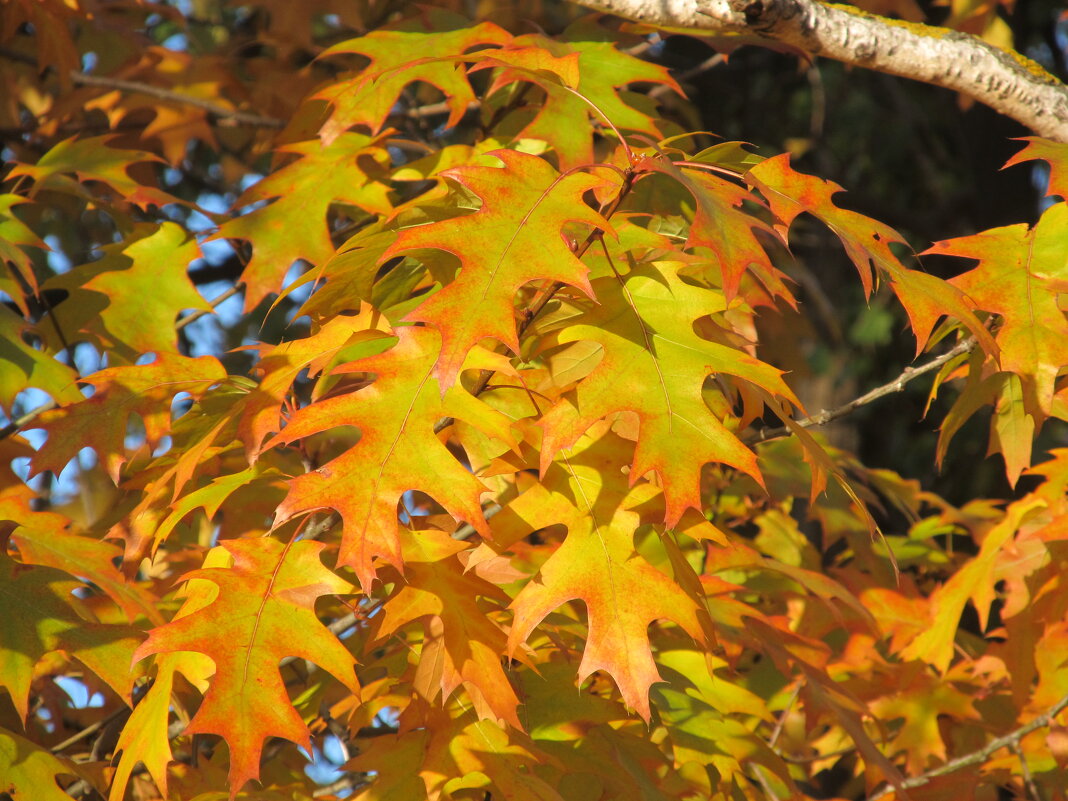 прекрасный октябрь - Елена Шаламова
