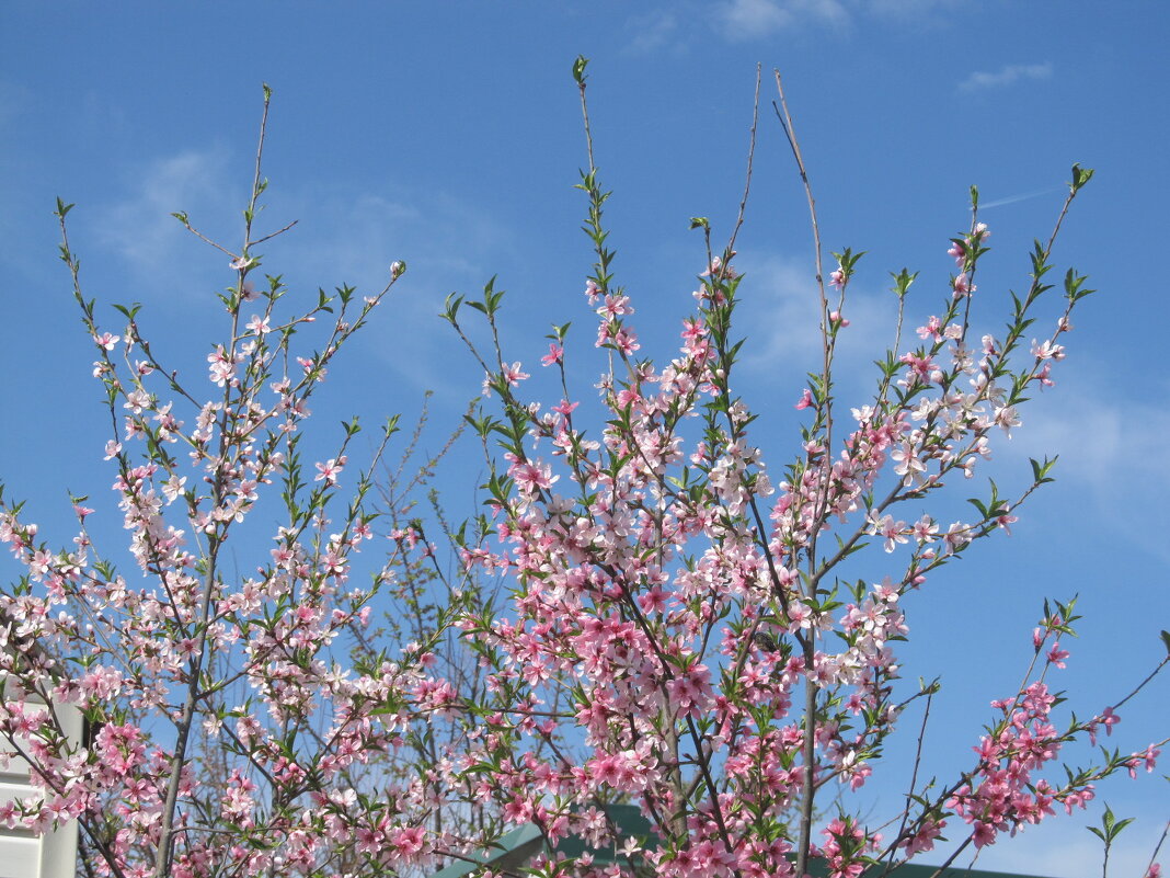 нежность апреля - Елена Шаламова
