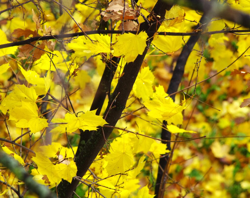 Вот клён - молодец ! - Юрий Куликов