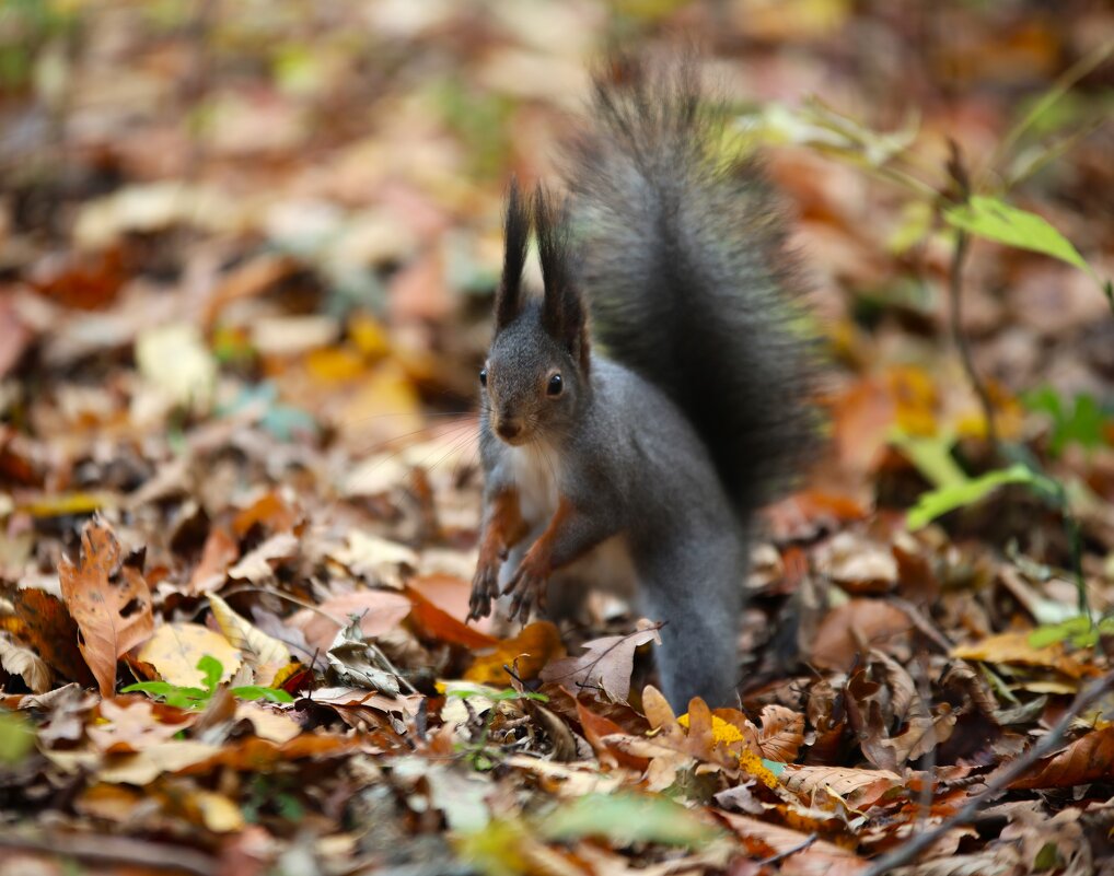 Белка - Evgeny Mameev