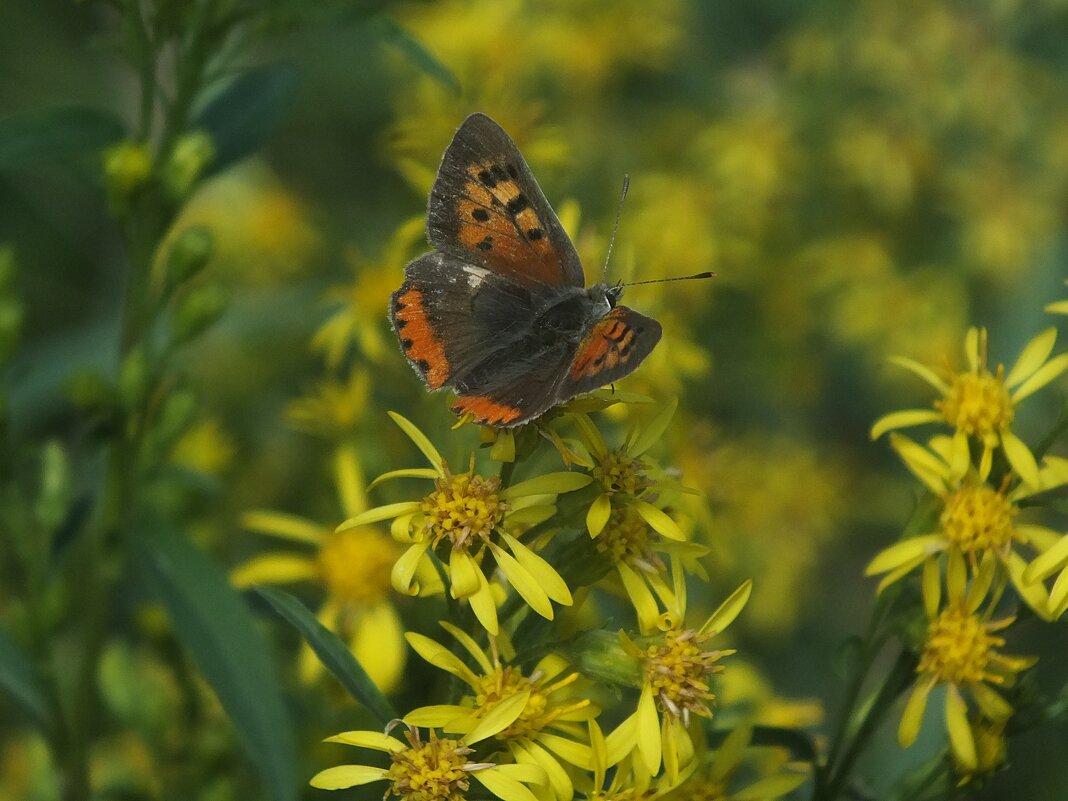 *** - Зоя Мишина