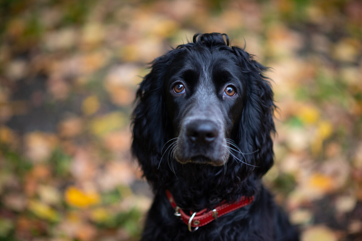 Джек - Вячеслав Дроздов