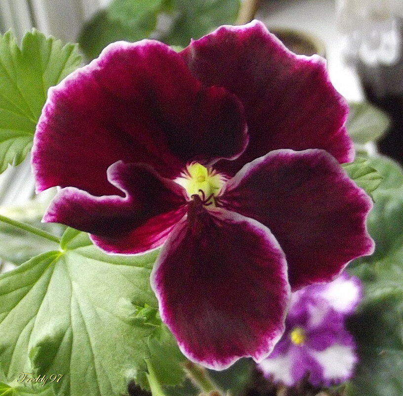 Герань - Freddy 97