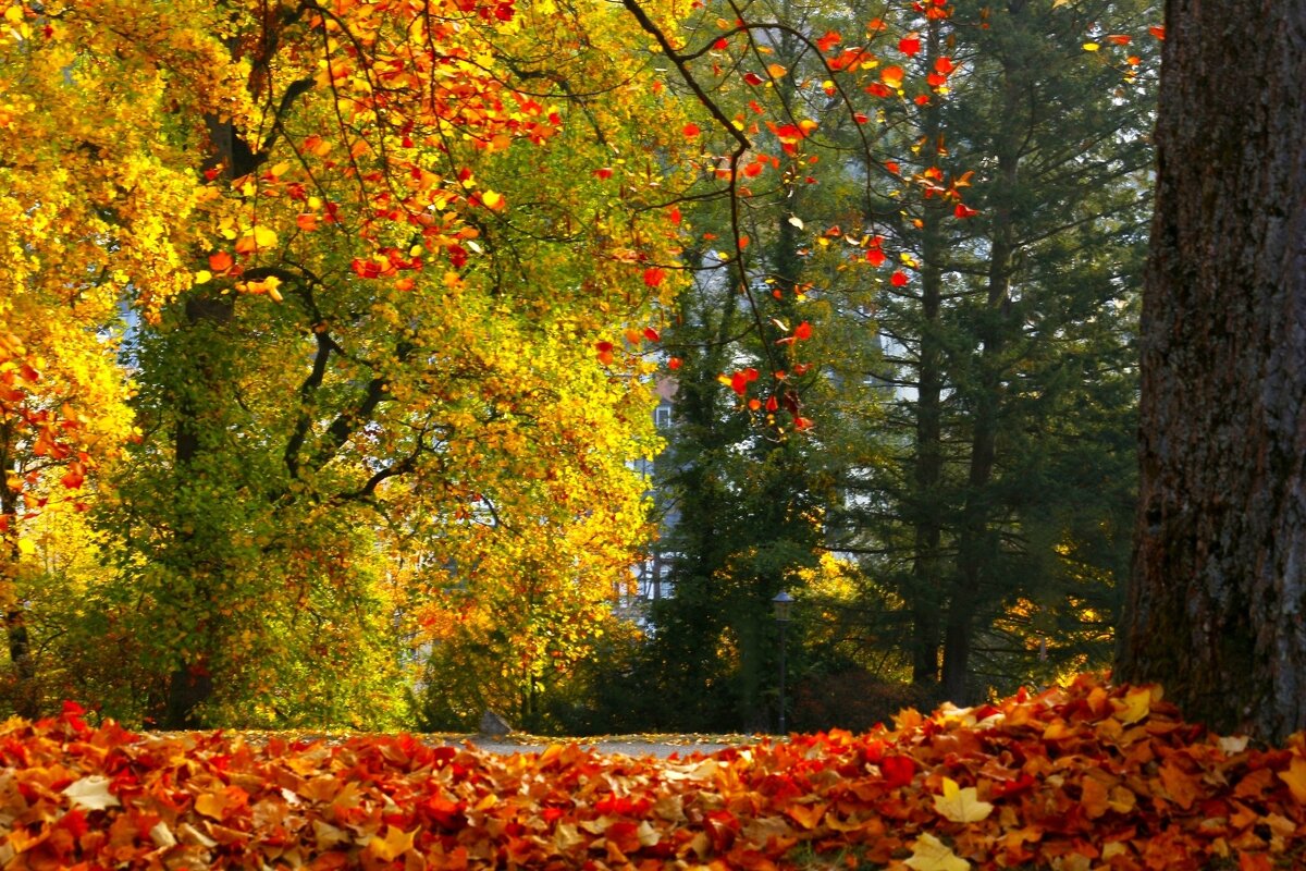 Осенние картинки - Юрий. Шмаков