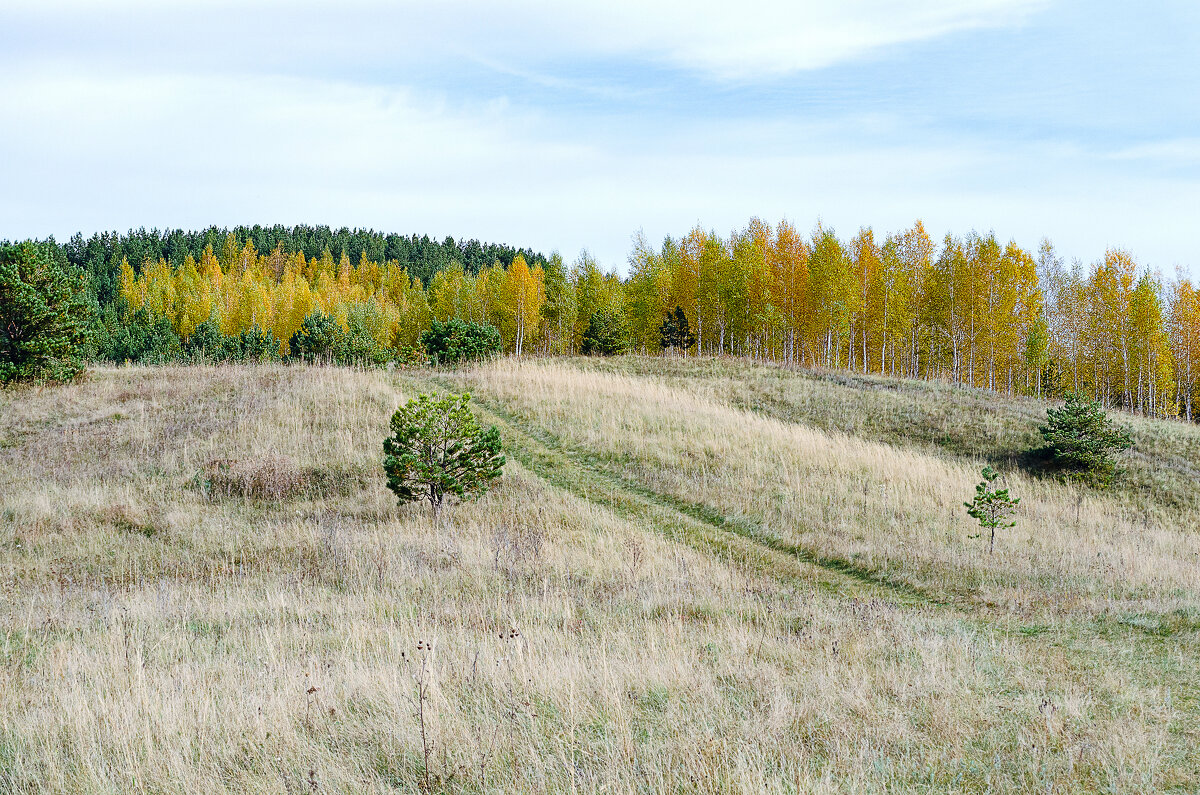 Золото берез - Андрей Щетинин