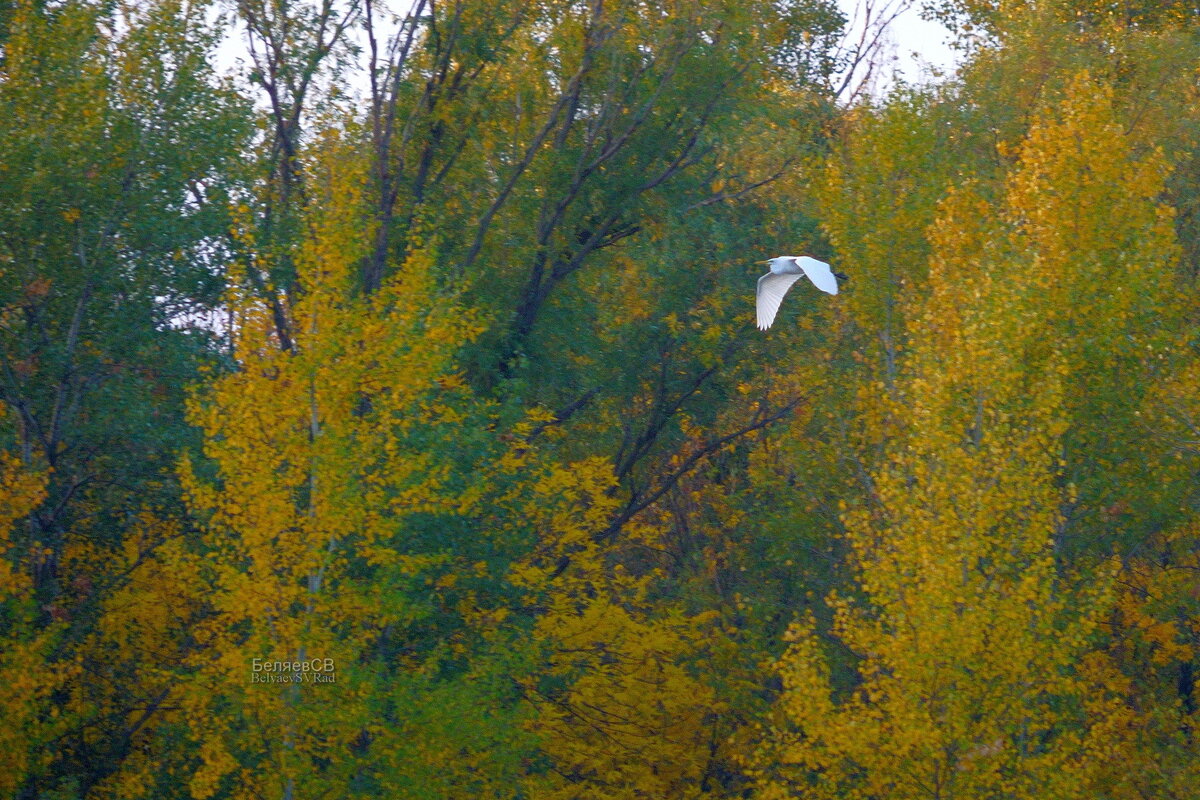 Большая белая цапля в полёте - Сергей Беляев Большая белая цапля в полёте - Сергей Беляев