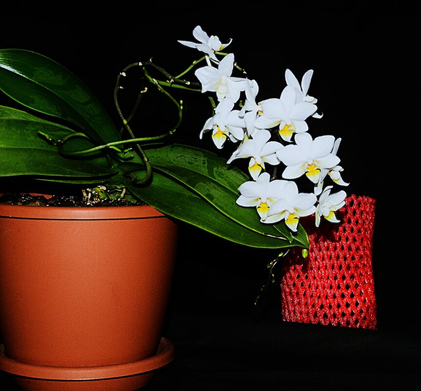 101 - Василий Палий