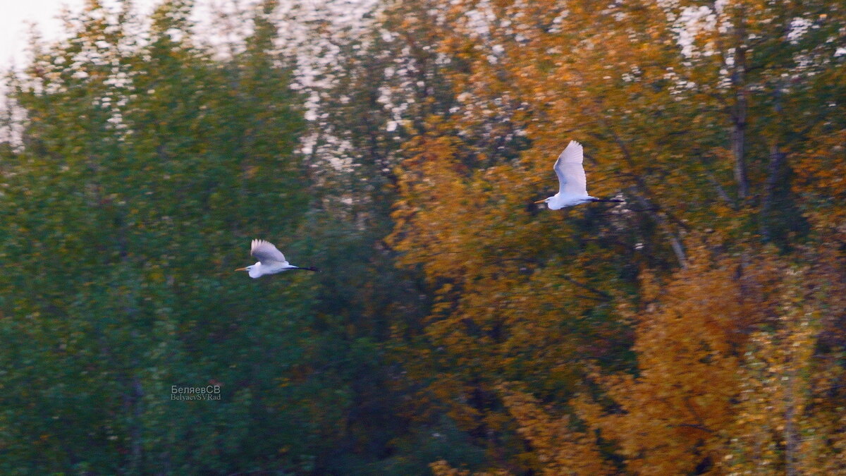 Две стрелы - Сергей Беляев