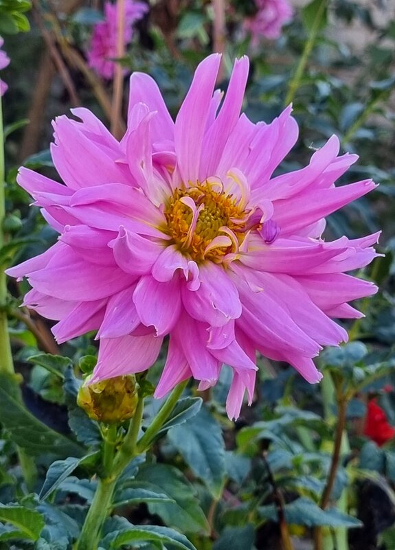 Молодой весёлый георгин - Наталья 