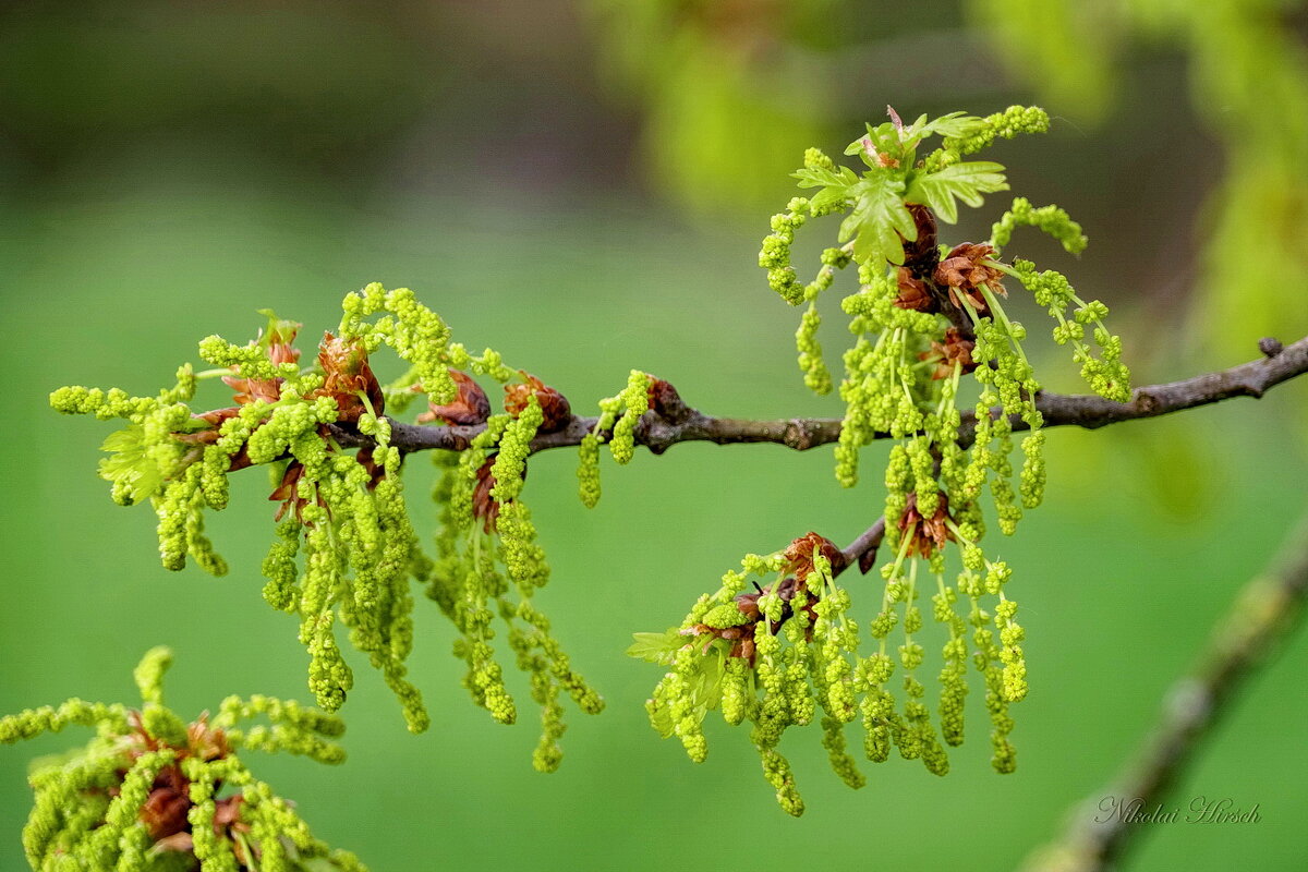 Побеги дуба... - Николай Гирш