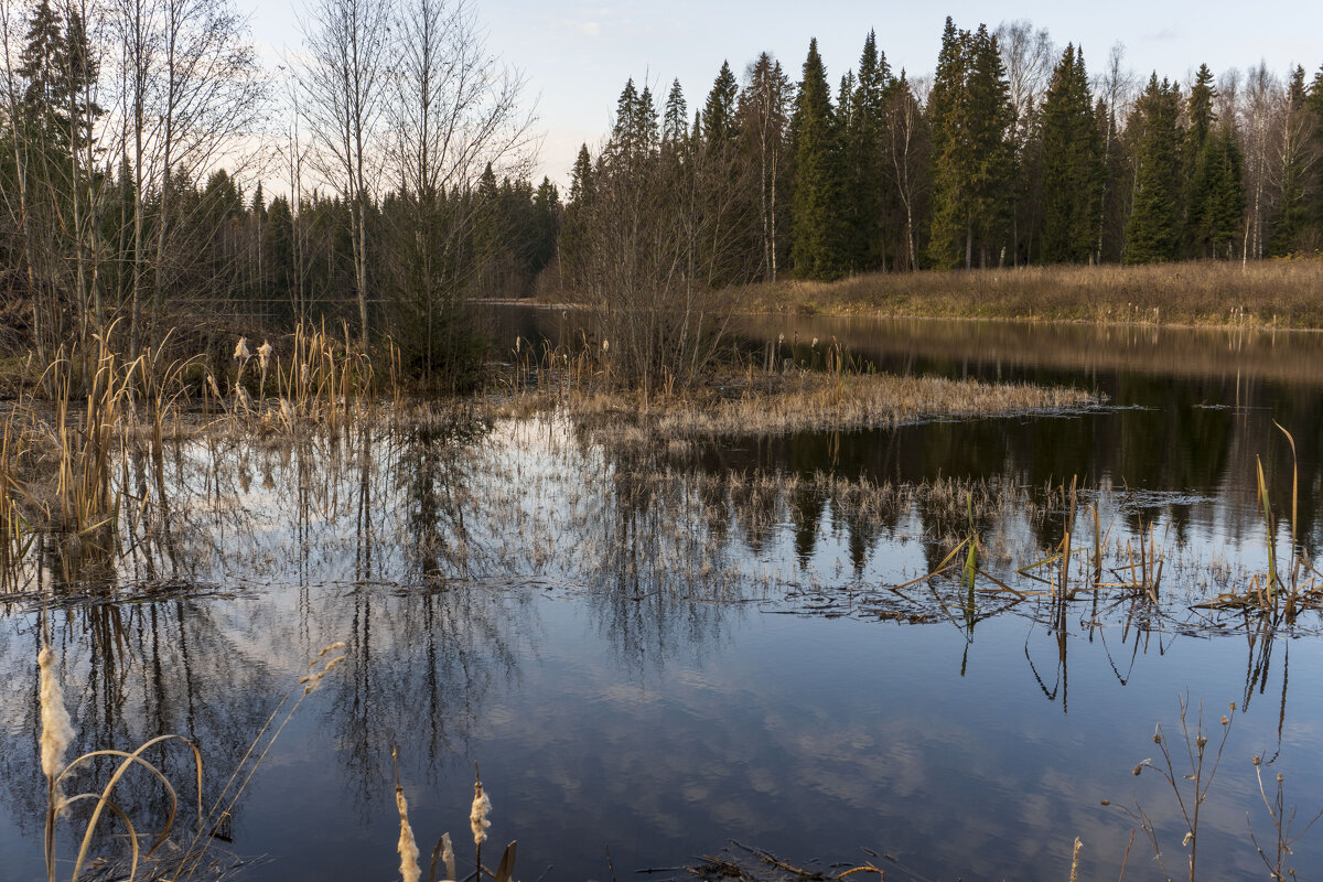 Лесной пруд - Сергей Ц