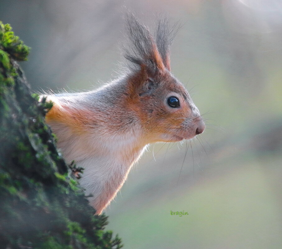 в лесу... - Andrey Bragin в лесу... - Andrey Bragin