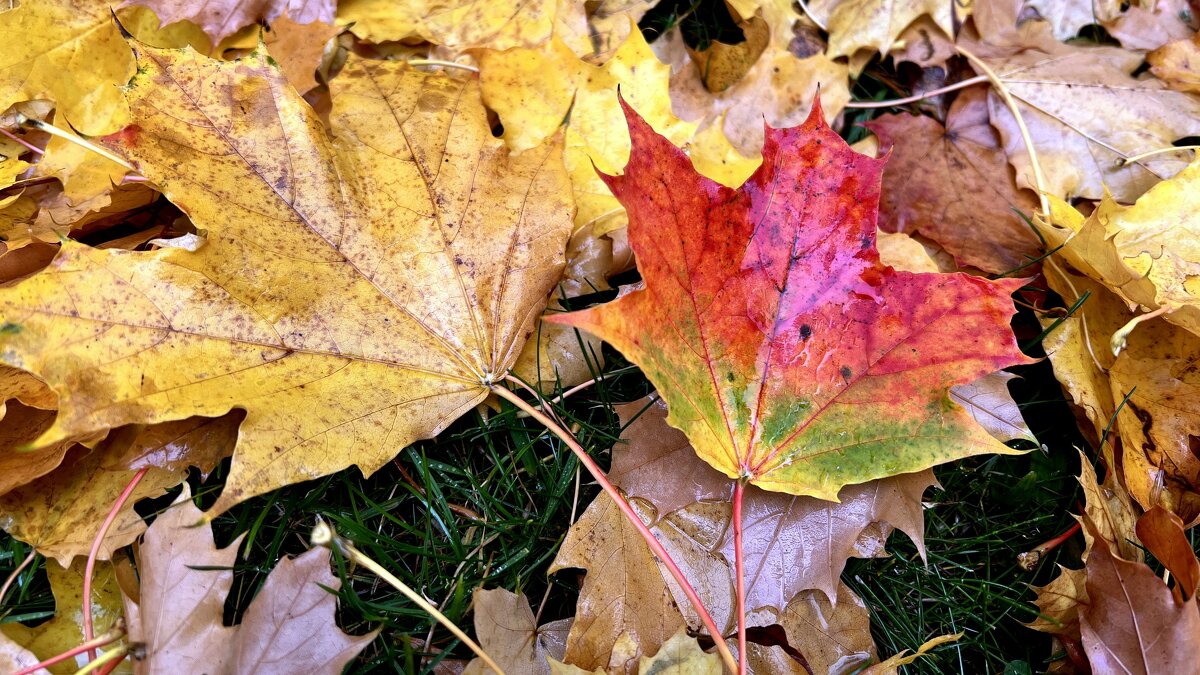 Ты же, Осень, мастерица! Акварель свою открой: Серым тучам – серебриться, - "The Natural World" Александер