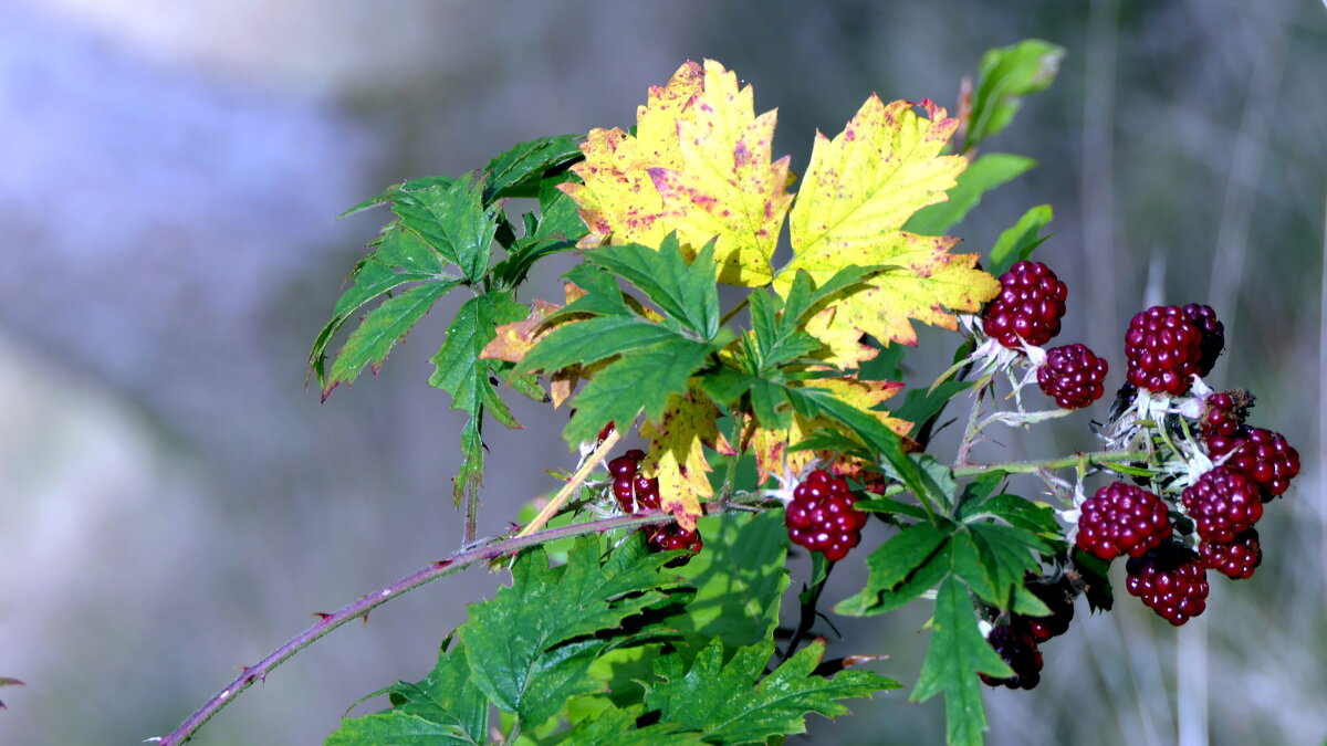 Осень , рыжая девчонка , Это ты смеёшься звонко? Осыпаются от звона Листья жёлтые у клёна. - "The Natural World" Александер Осень , рыжая девчонка , Это ты смеёшься звонко? Осыпаются от звона Листья жёлтые у клёна. - "The Natural World" Александер