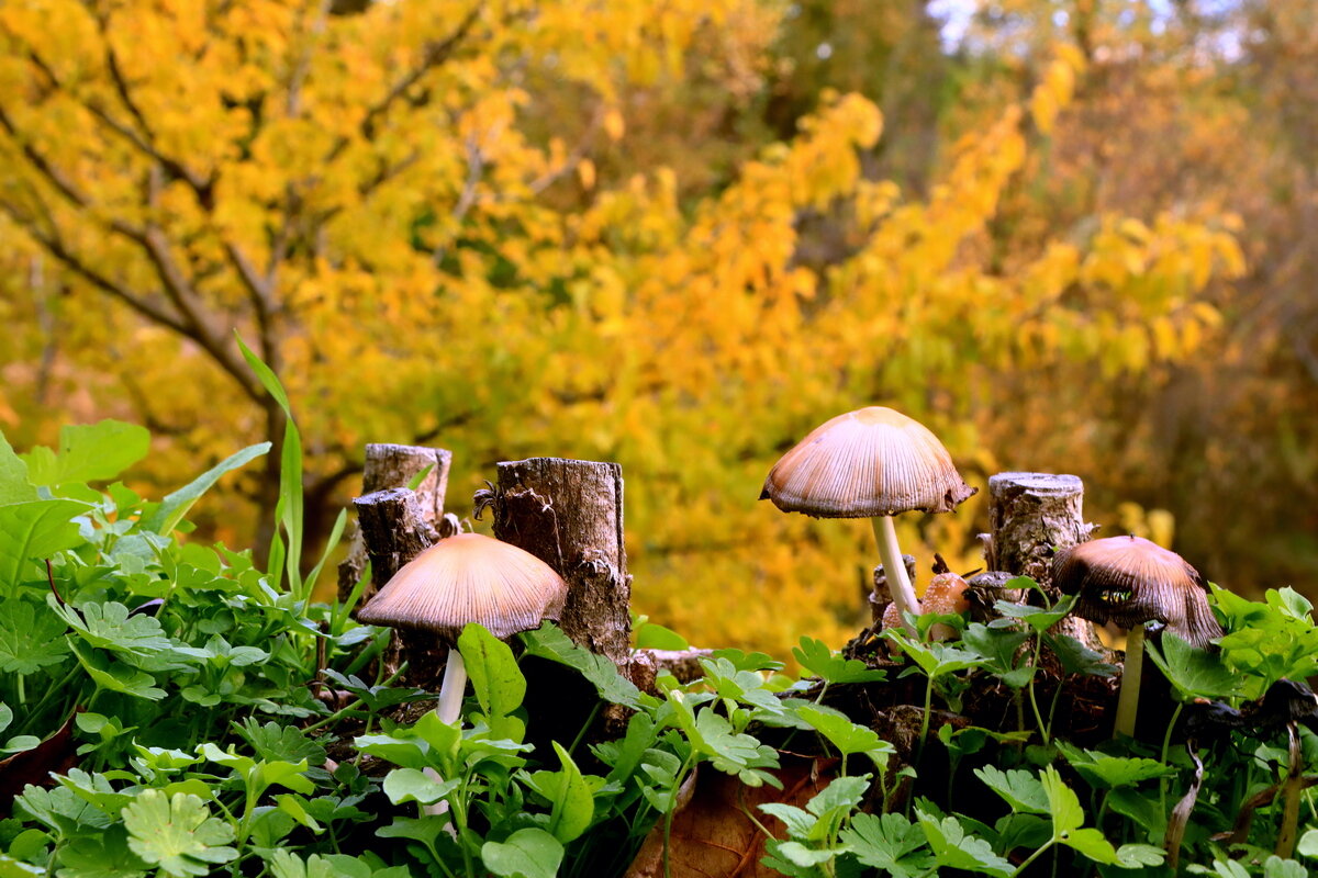 *** - Игорь Kуленко