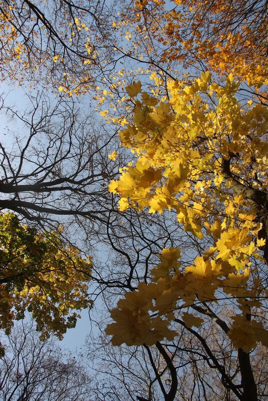 Осень - Наталья Герасимова Осень - Наталья Герасимова