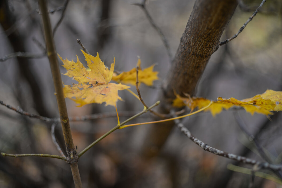 Осень... - Евгений 