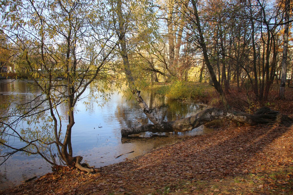Осень на Елагином - Наталья Герасимова