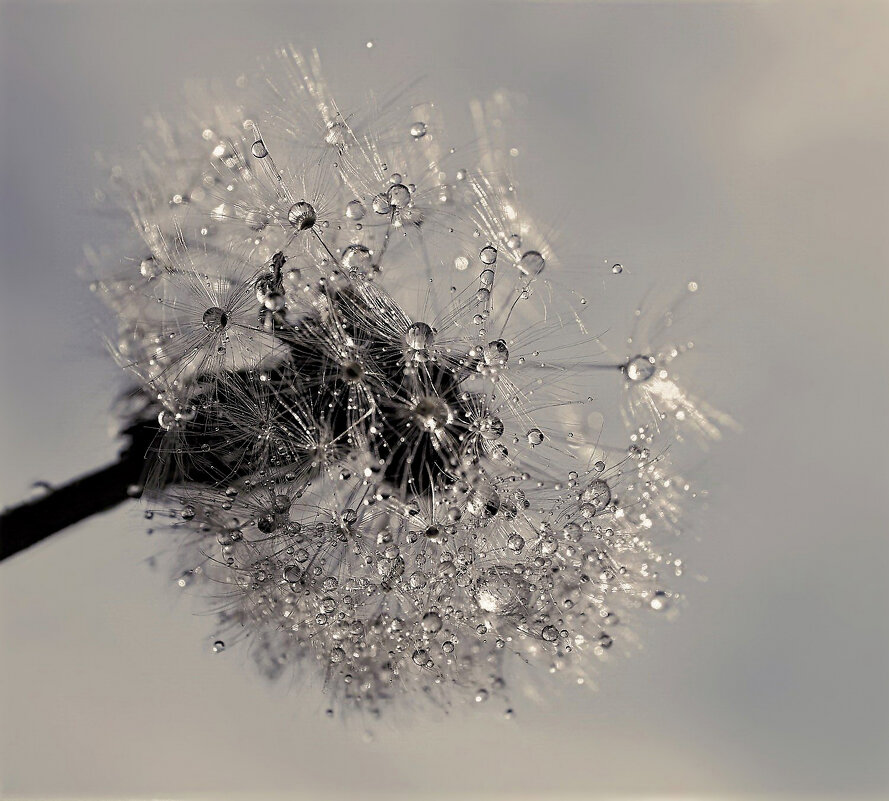 одуванчик - igor G.