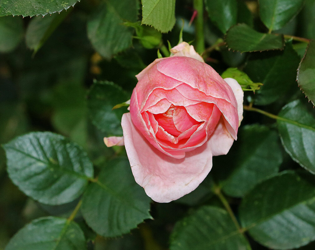 Розочка в конце октября - Светлана Розочка в конце октября - Светлана