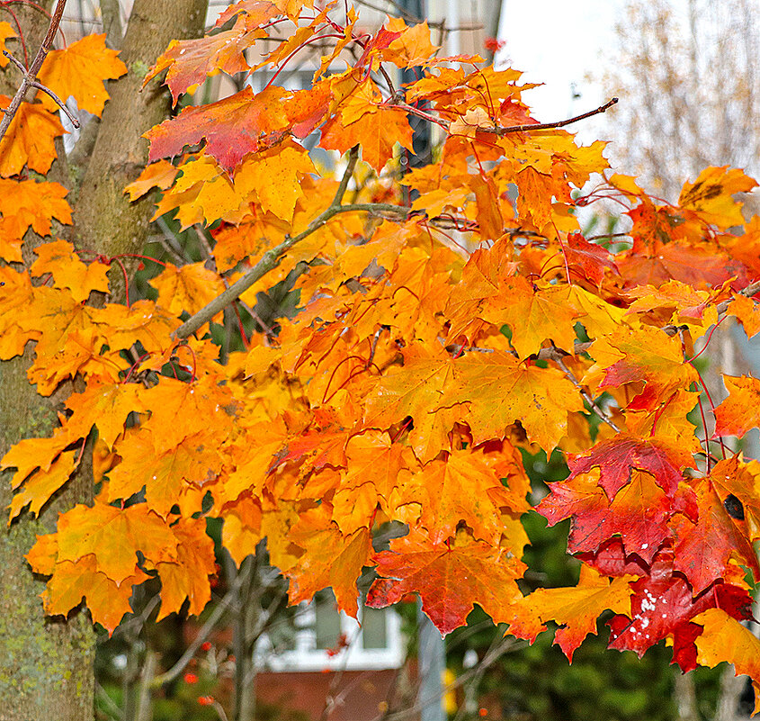 Краски октября - Светлана 