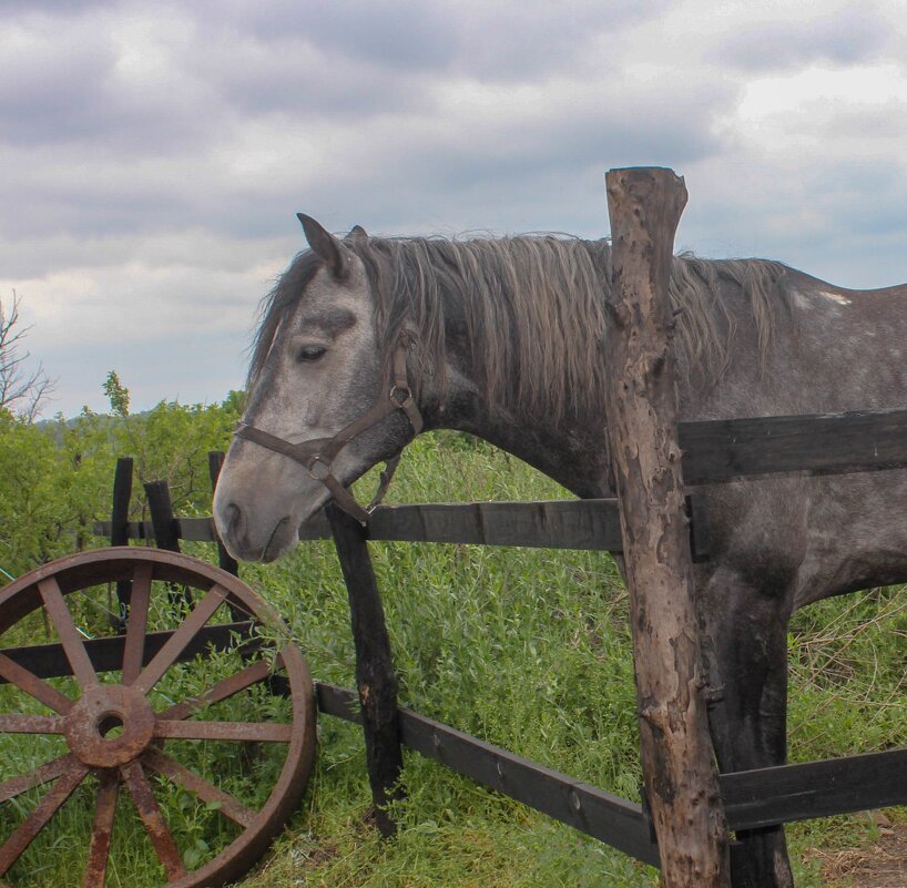 *** - Оксана Новик 