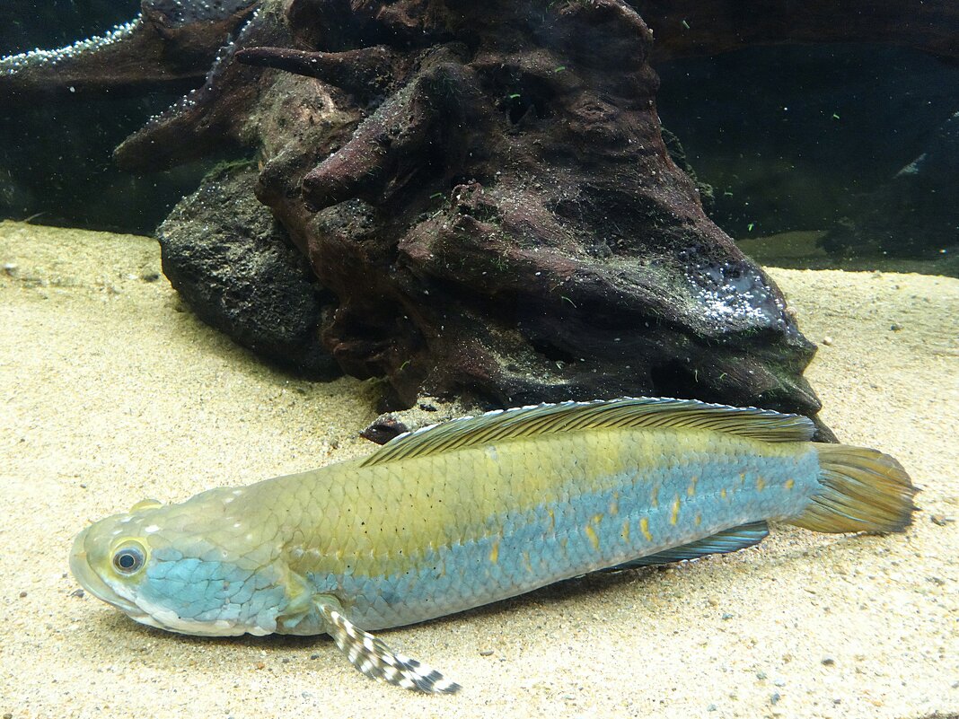 Змееголов павлиний - Лидия Бусурина