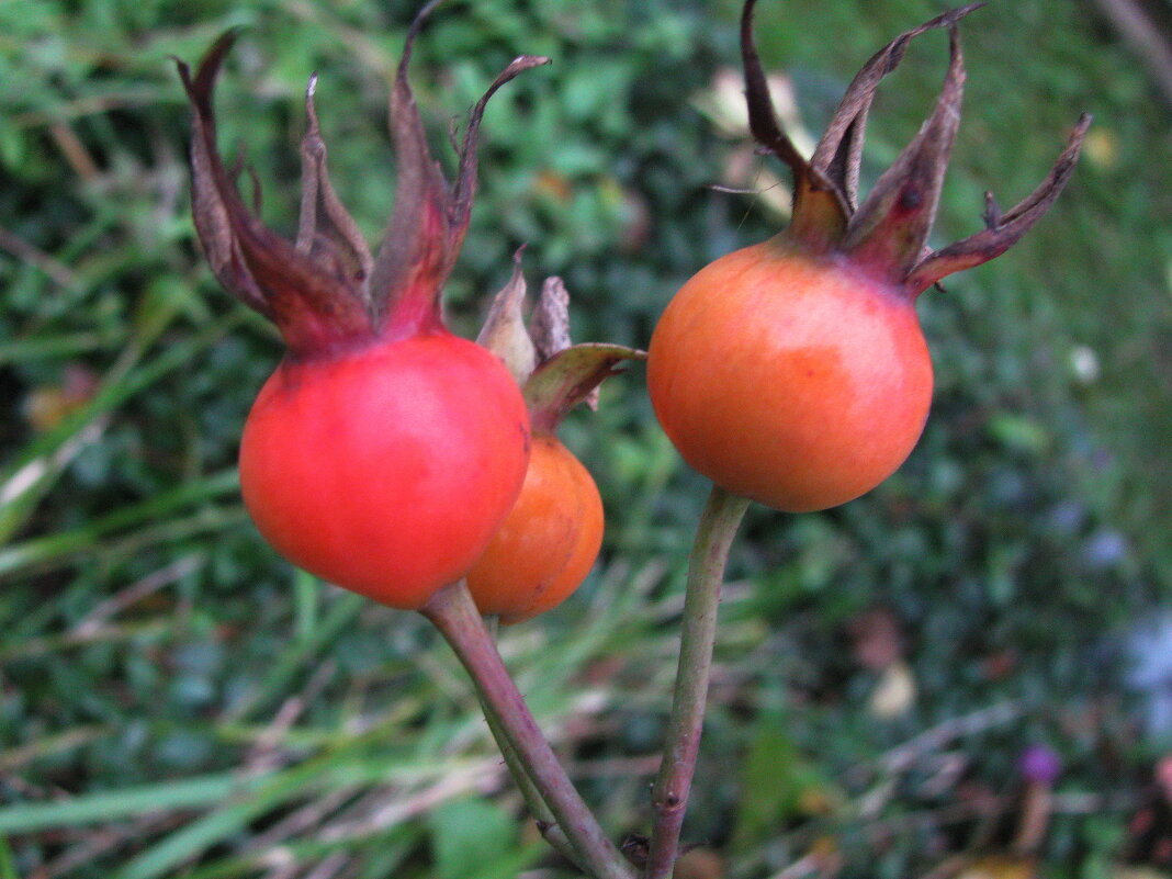 Роза отцвела - Людмила Смородинская