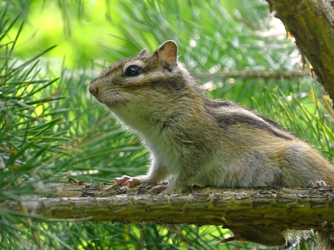 Бурундук - Valentina K